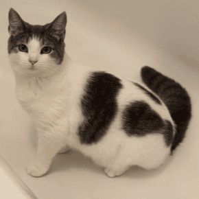 Millie - Domestic Medium Hair