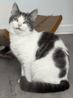 Millie image 4