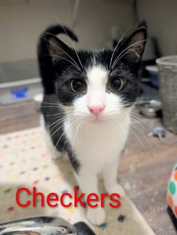 Checkers image 1