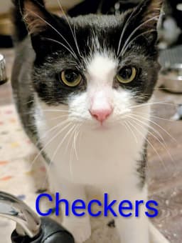 Checkers image 3