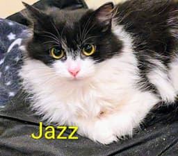 Jazz image 1