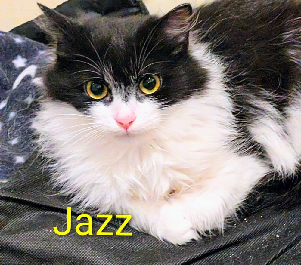 Jazz - Domestic Long Hair