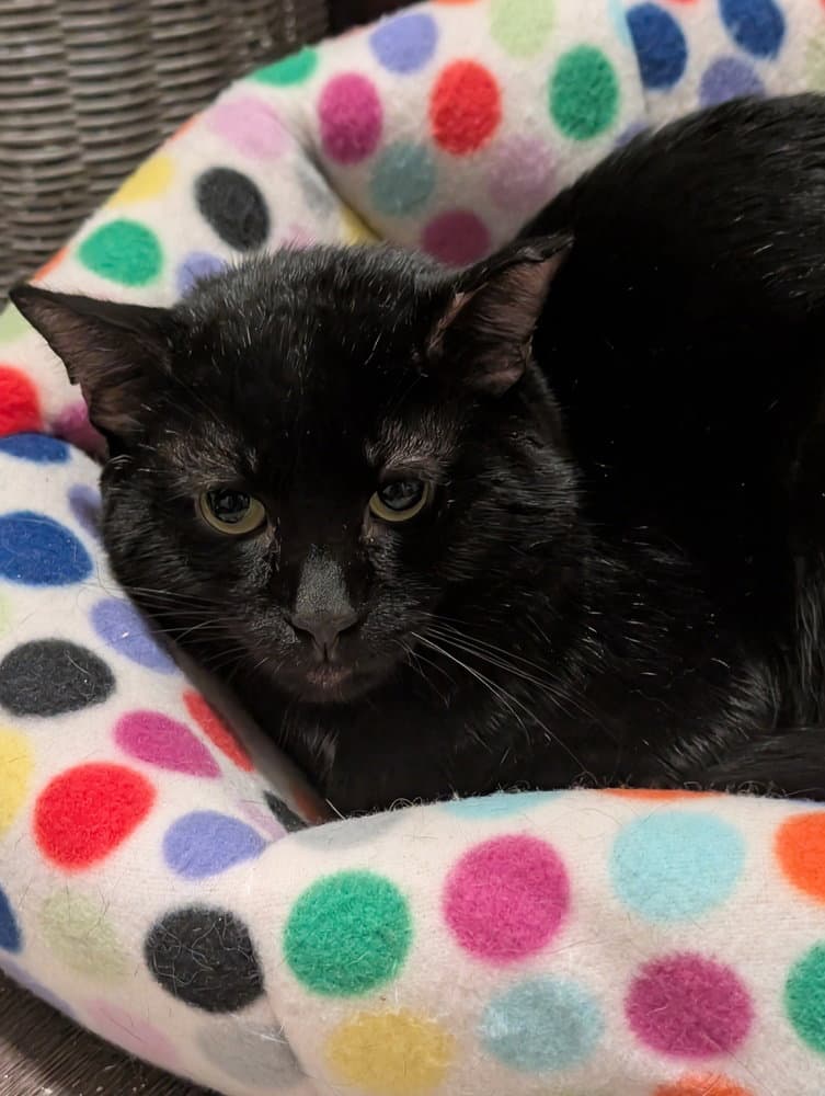 Harry Potter - Domestic Short Hair