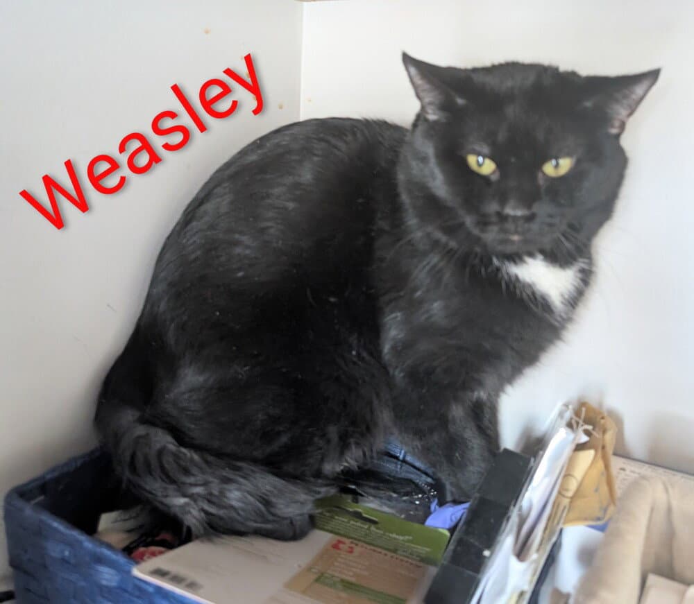 Weasley - Domestic Short Hair