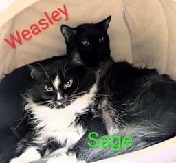 Weasley image 2
