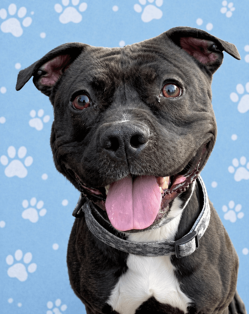 Zorro - Staffordshire Bull Terrier