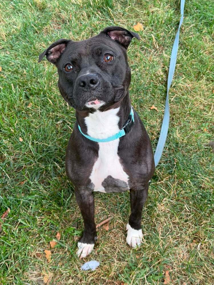 Zorro - Staffordshire Bull Terrier