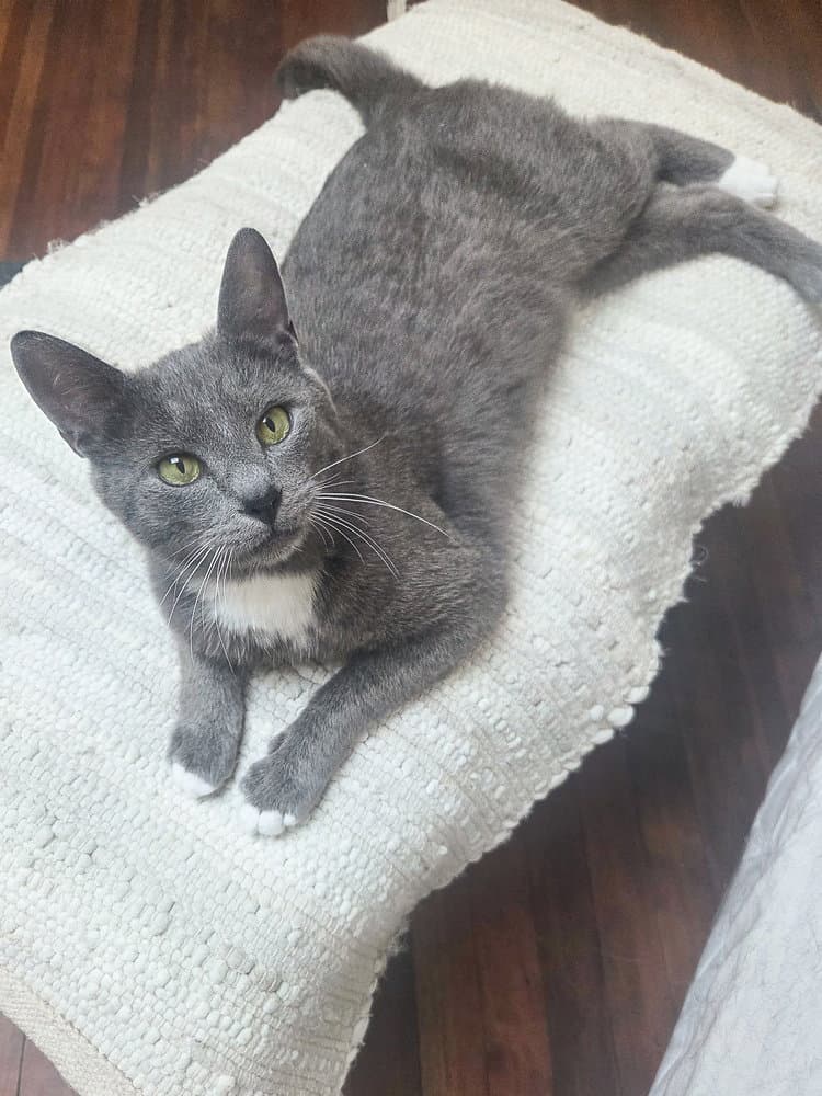 Sullivan - Domestic Short Hair