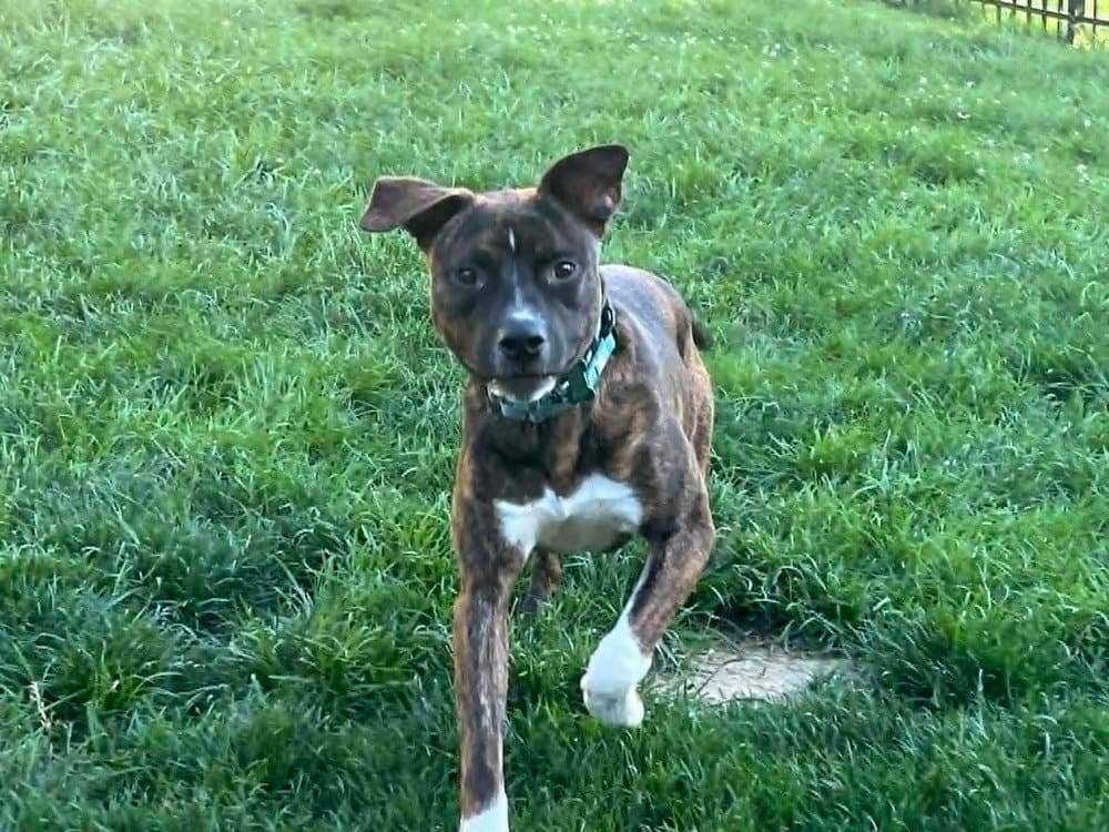 Samson - Boxer