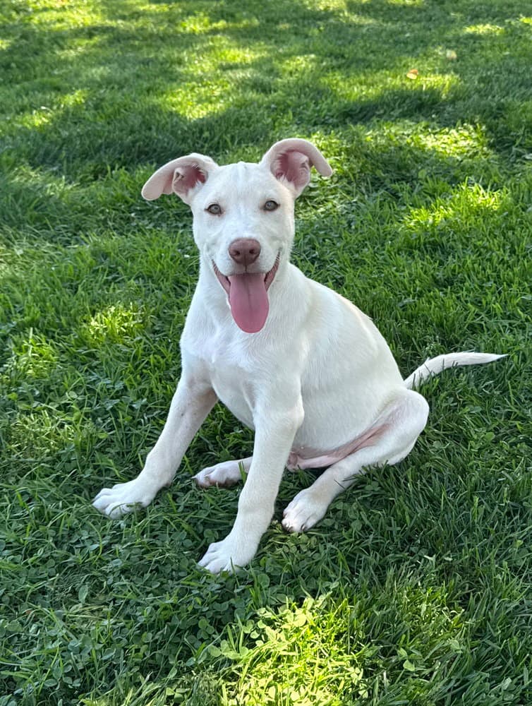 Homer - Husky