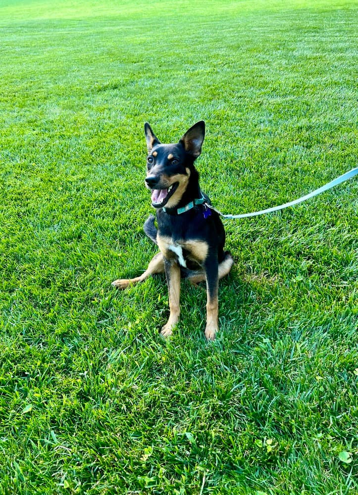Barkbra Streisand - German Shepherd Dog