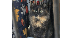 Chessie image 1
