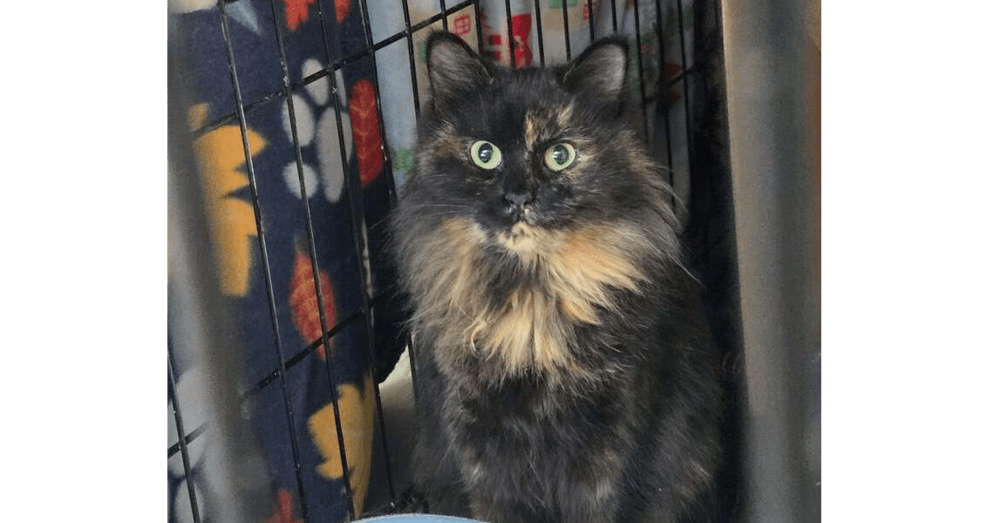 Chessie - Domestic Short Hair