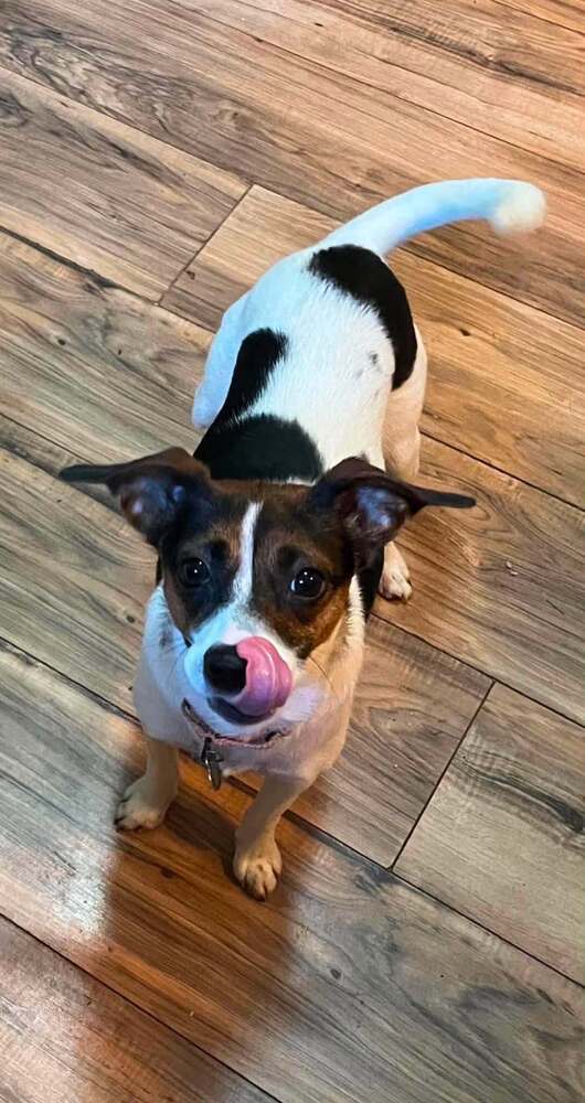 Amelia - Jack Russell Terrier