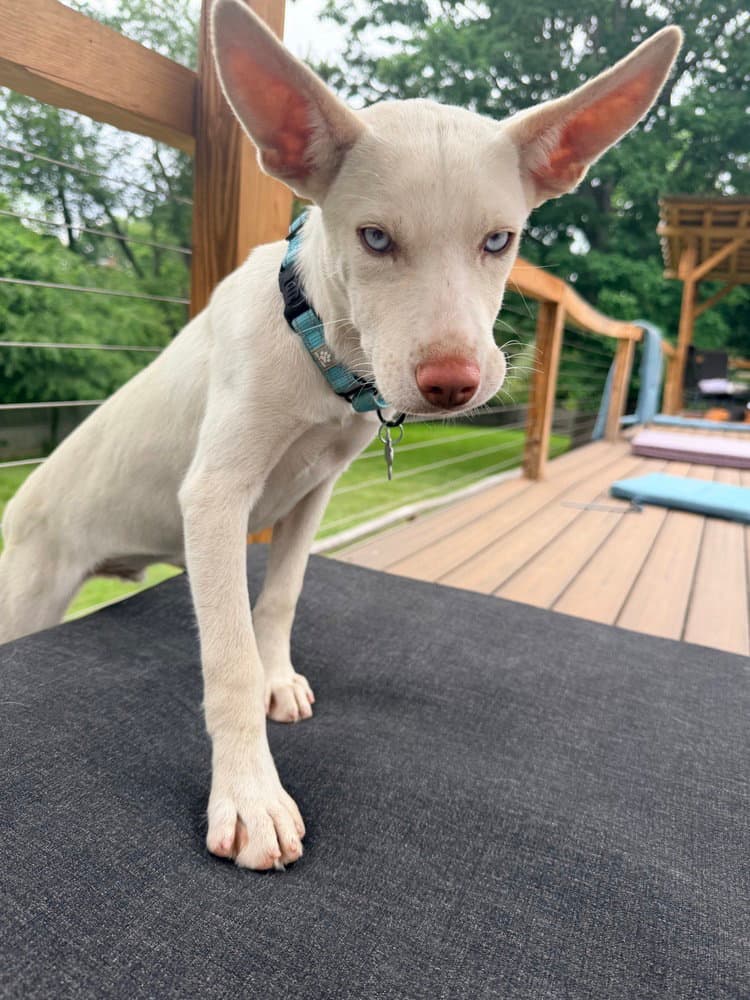 Hugo - Husky