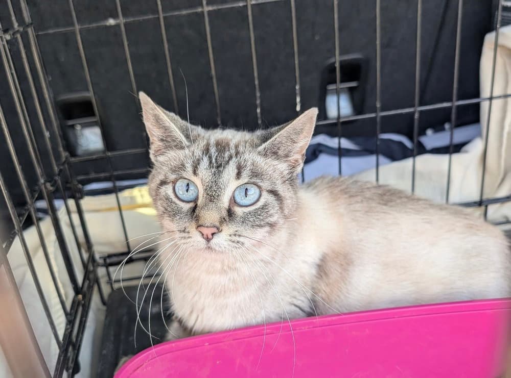 Matilda - Siamese