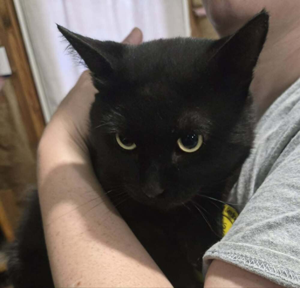 Porter - Domestic Medium Hair