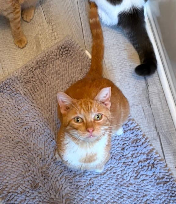 Biscuit - Domestic Short Hair