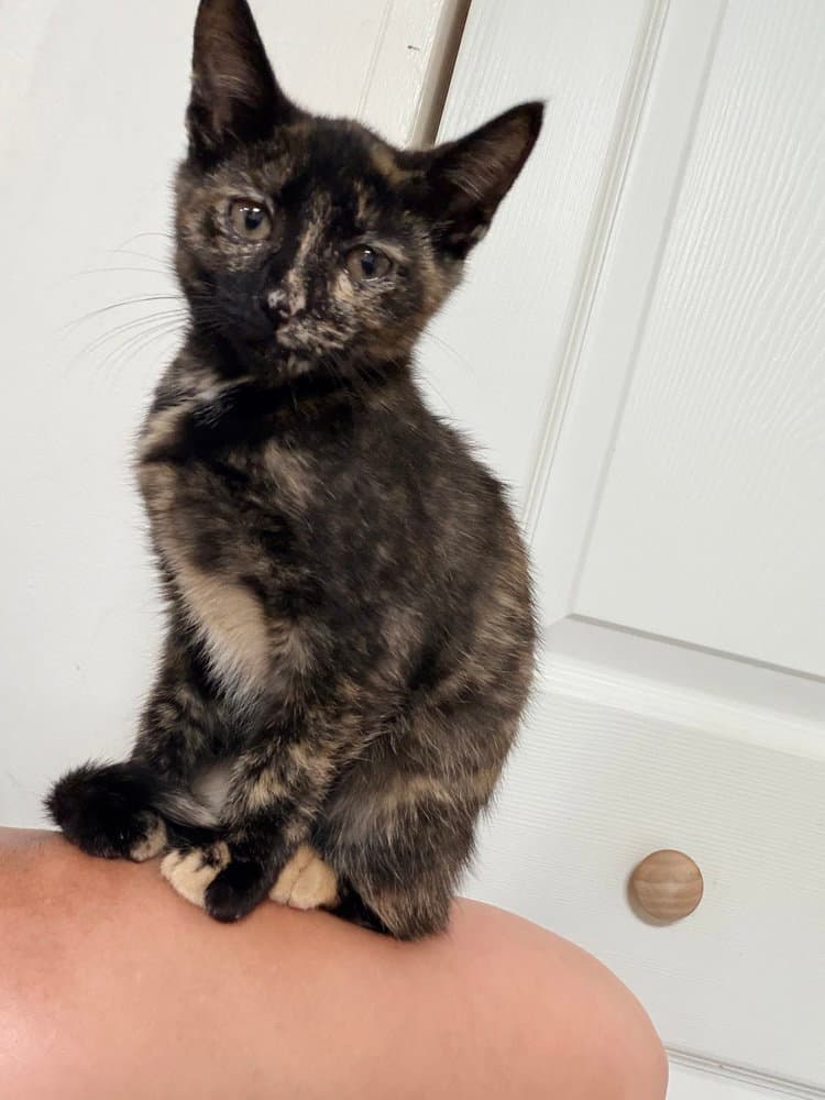 Omega Meg - Domestic Short Hair