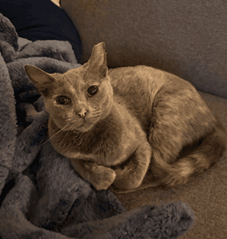 Praline image 2