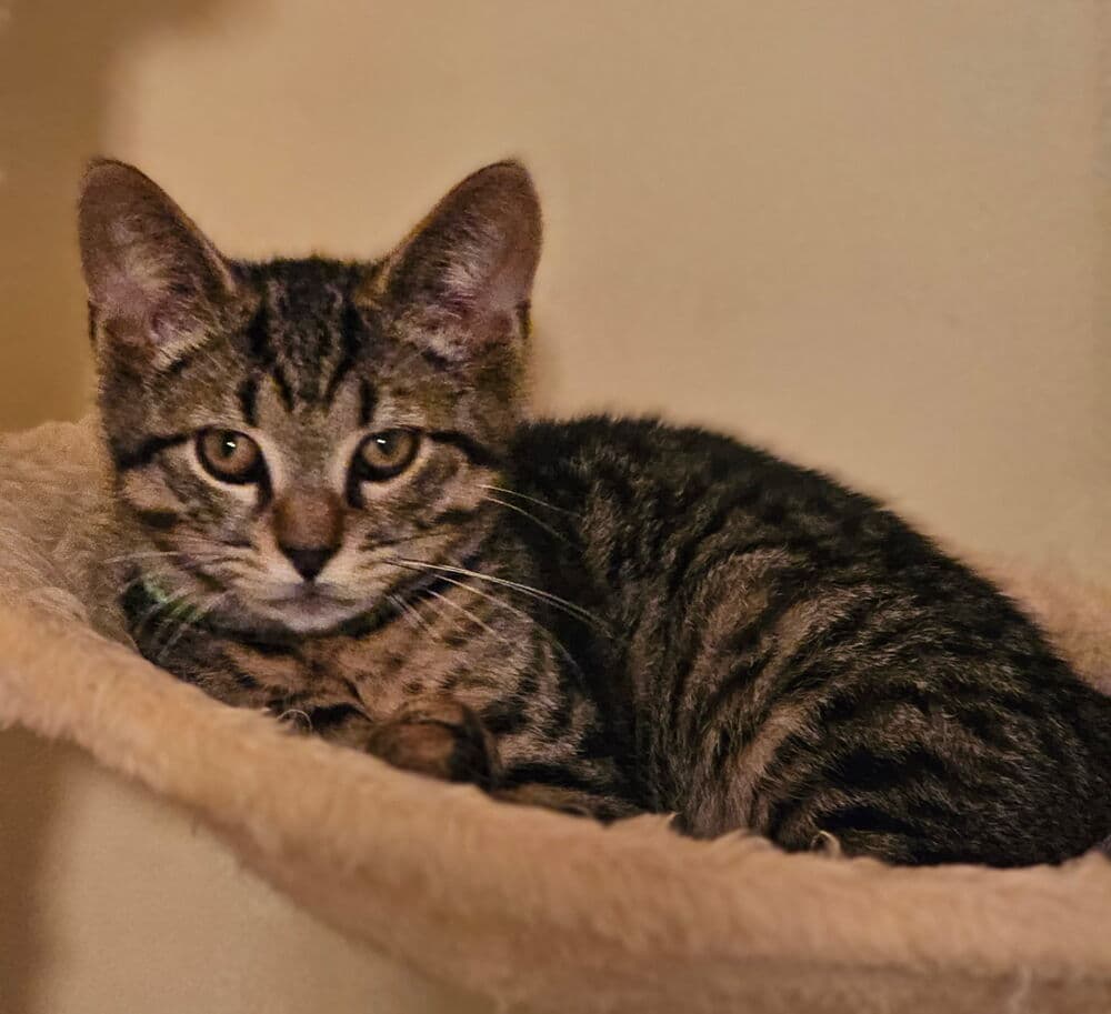 James - Domestic Short Hair