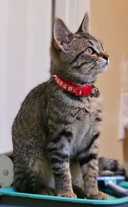 Orla image 1