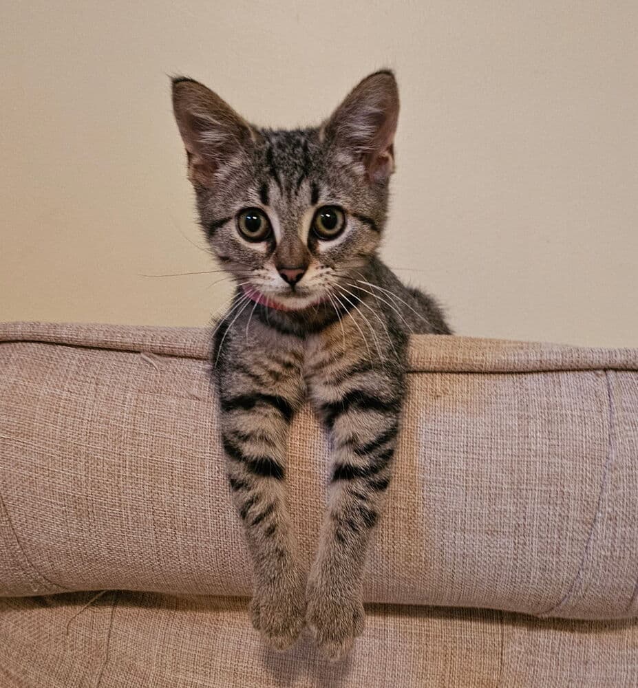 Clare - Domestic Short Hair