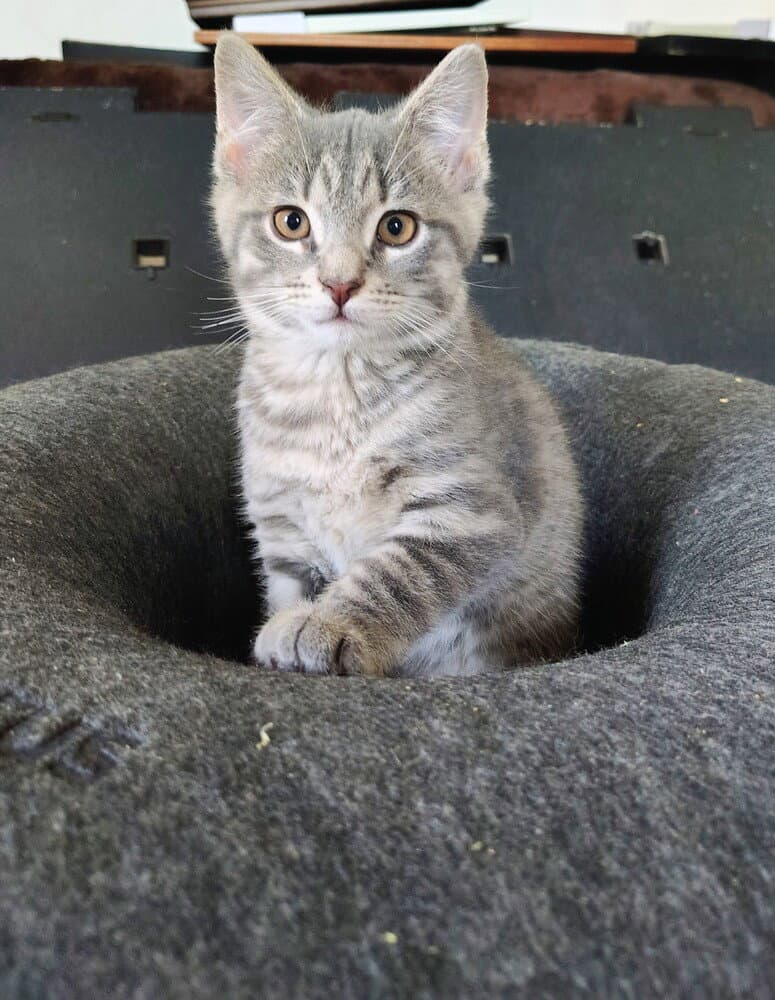 Norma - Domestic Short Hair