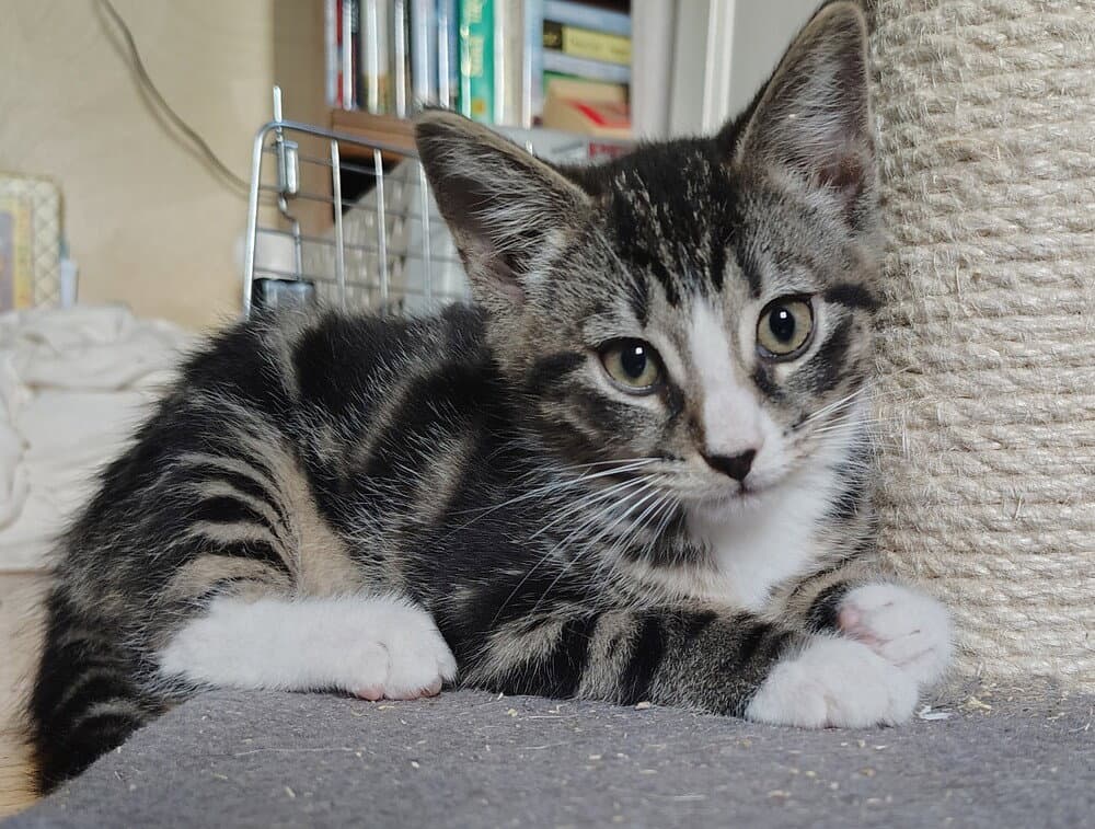 Abner - Domestic Short Hair