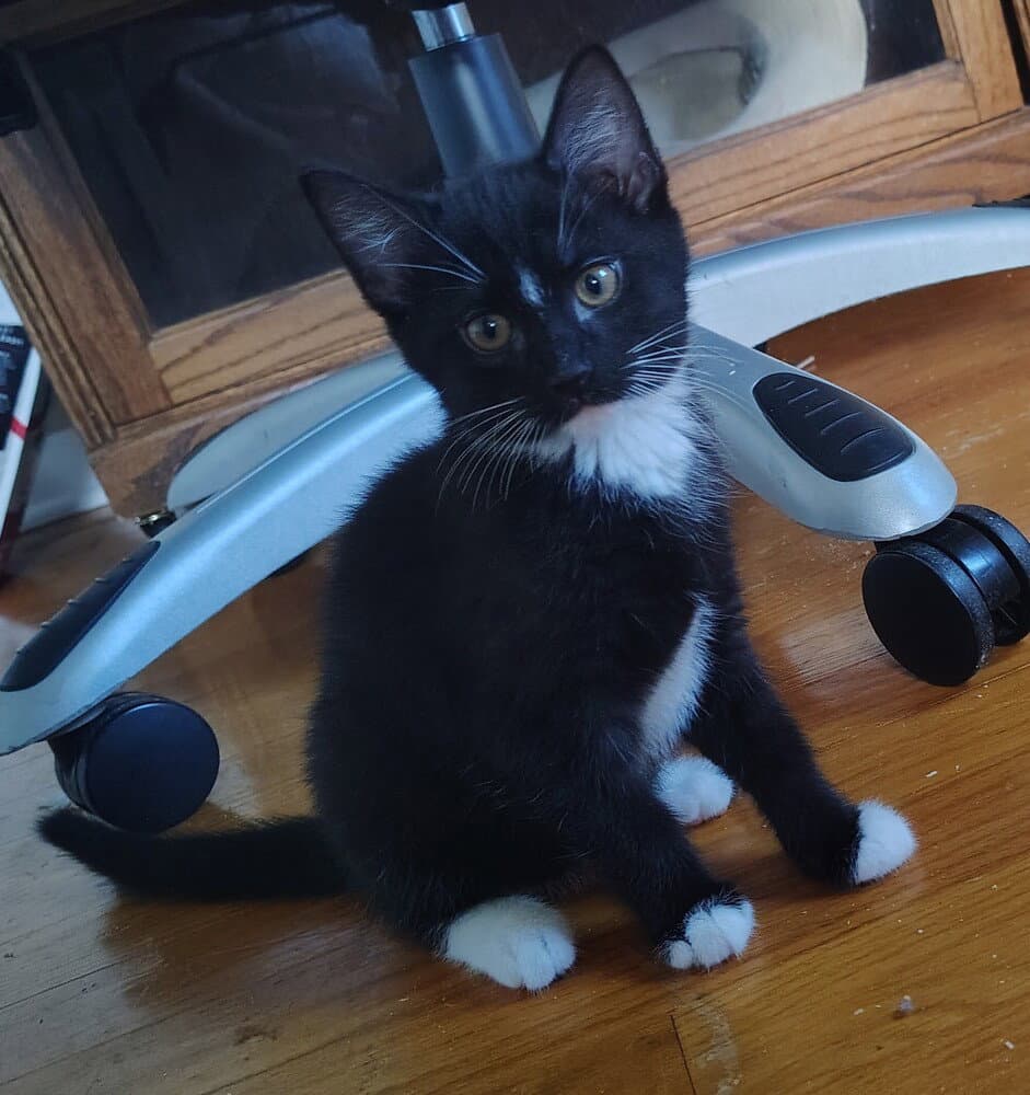 Martha - Domestic Short Hair
