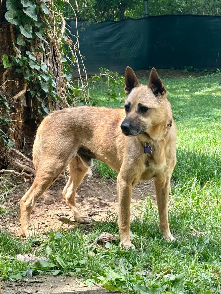 Leo - Terrier