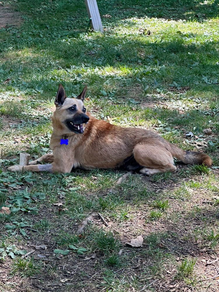 Leo - Terrier
