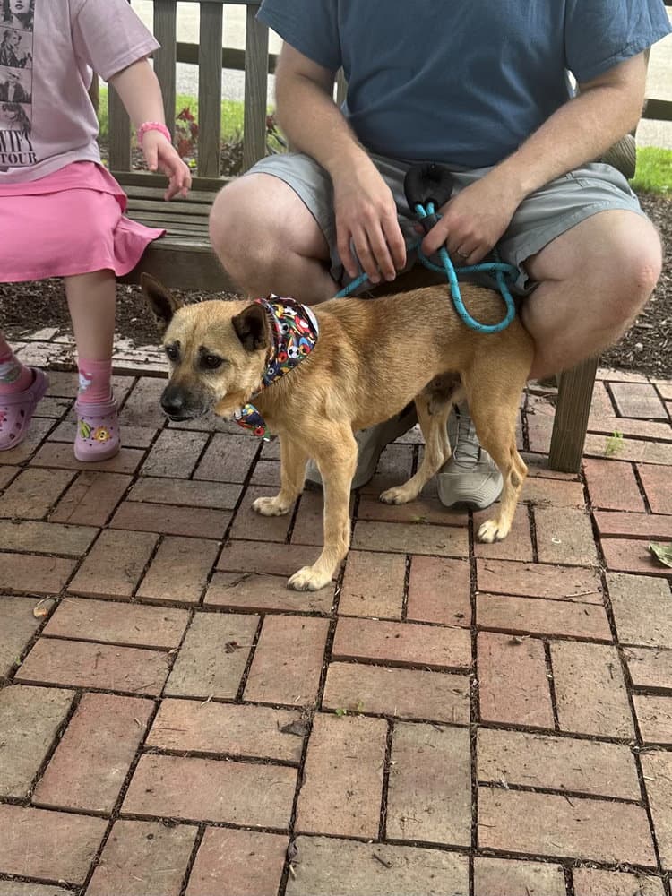 Leo - Terrier