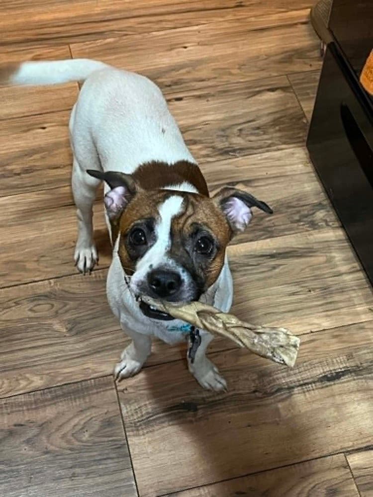 Ace - Boston Terrier