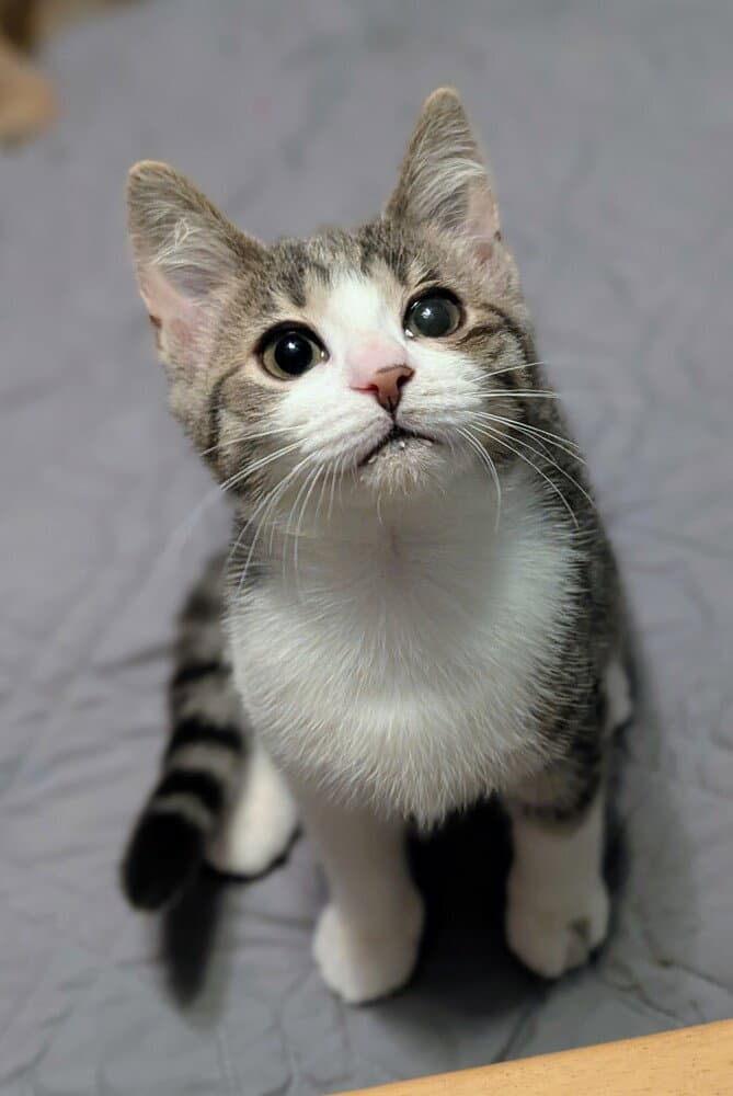 Hope - Domestic Short Hair