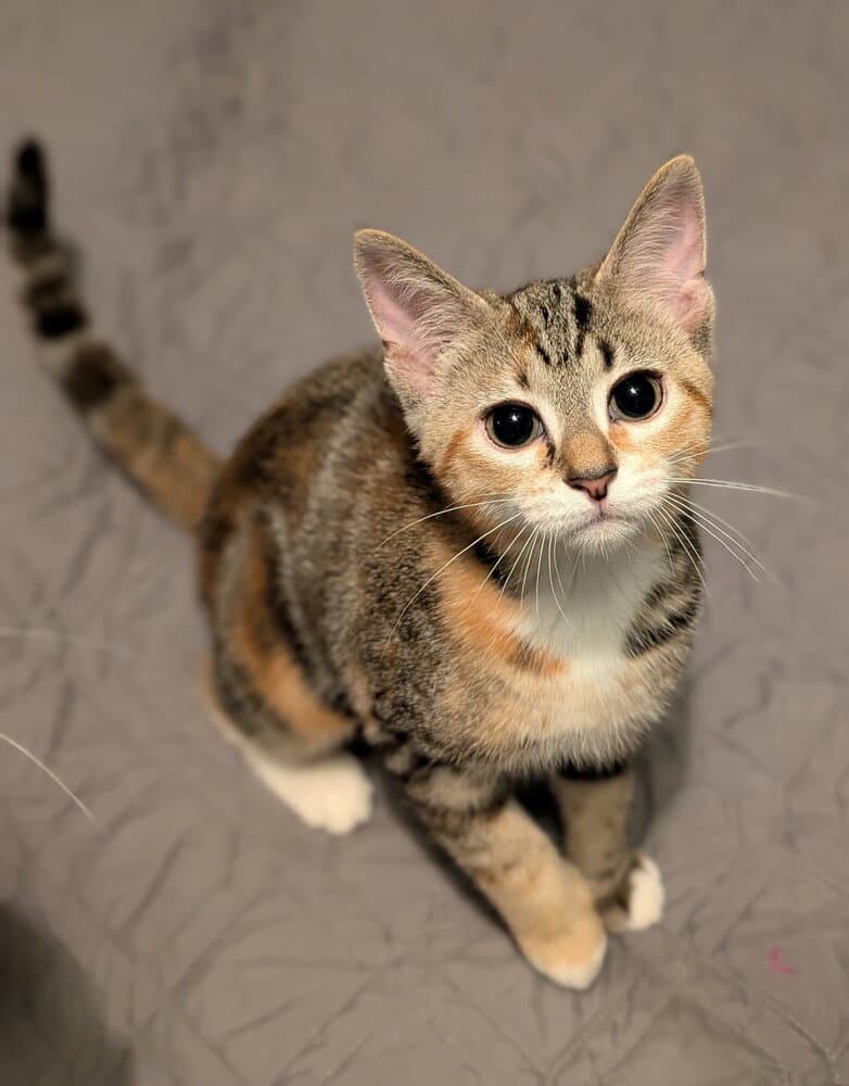 Daisy - Domestic Short Hair