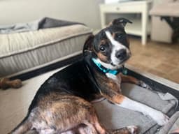 Max image 2