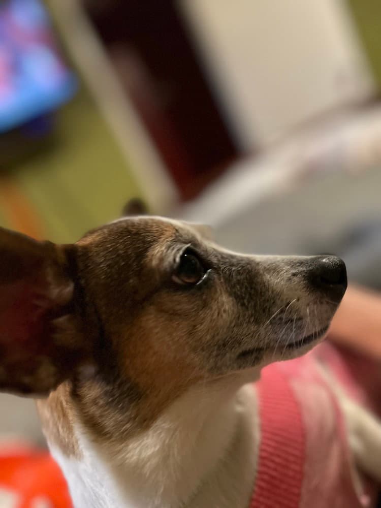 Annie - Chihuahua