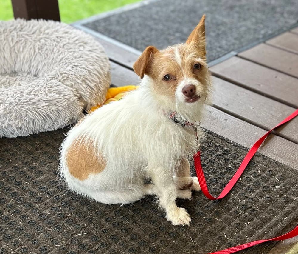 Abby - Chihuahua