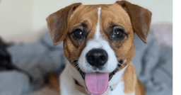 Tucker image 2