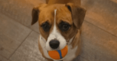 Tucker - Beagle