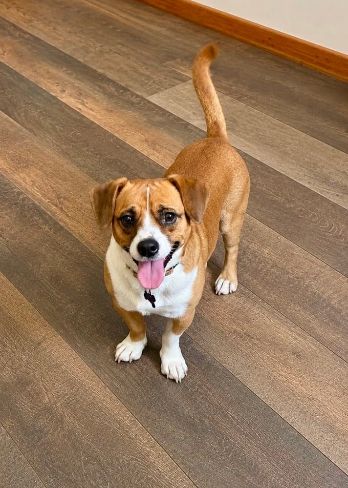 Tucker - Beagle