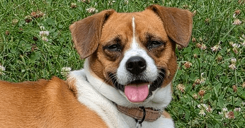 Tucker - Beagle