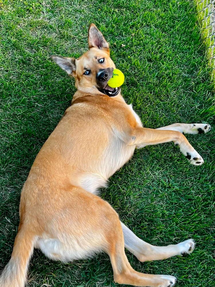 Winnie - German Shepherd Dog