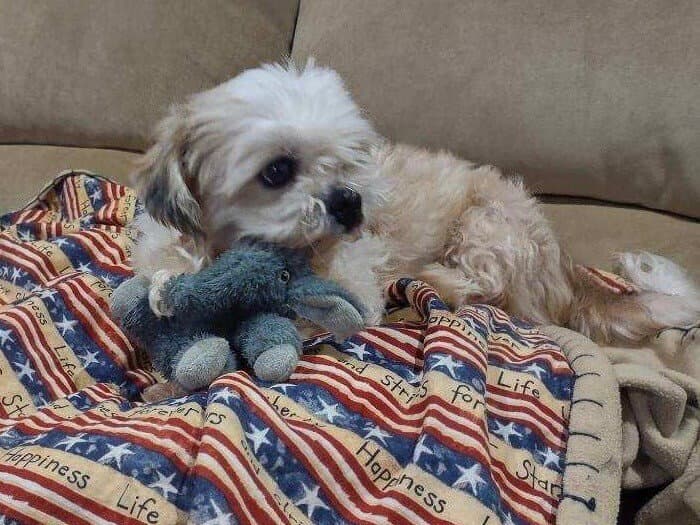 Ace - Shih Tzu