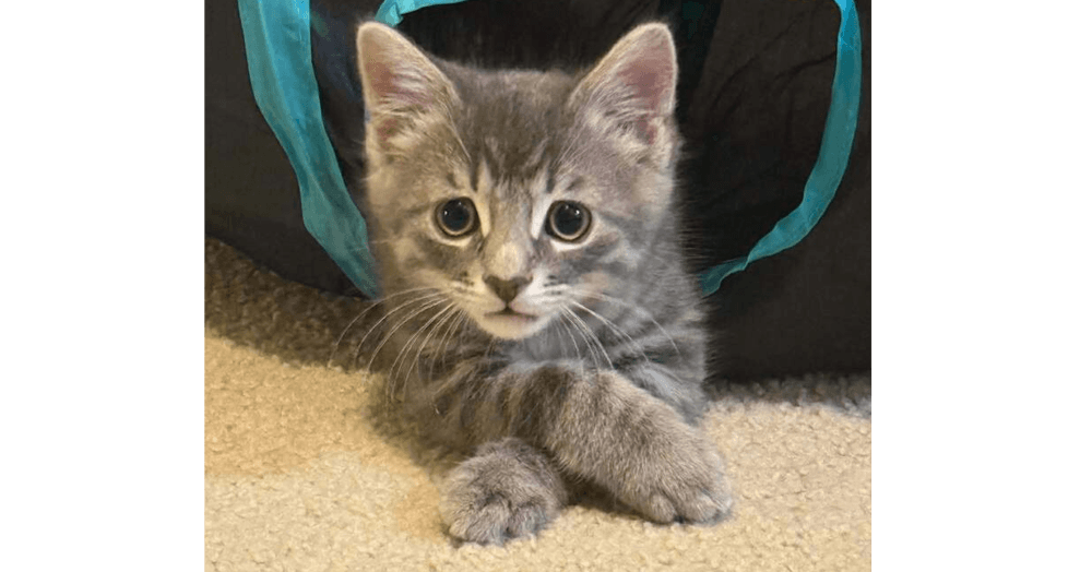 Cosmo - Domestic Short Hair