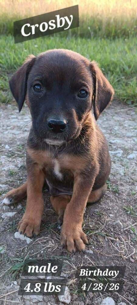 Crosby - Plott Hound