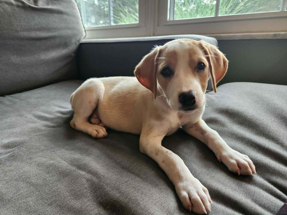 Elsie - Hound