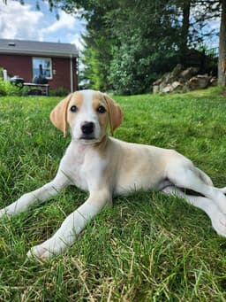Elsie image 2