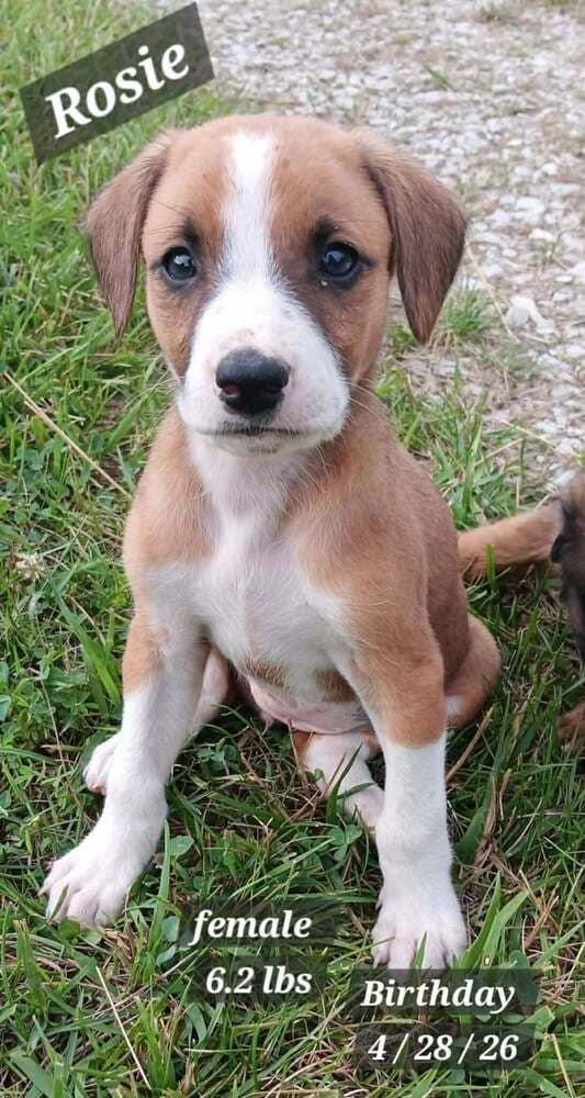 Rosie - Plott Hound